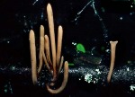 Röhrige Keule-Macrotyphula fistulosa