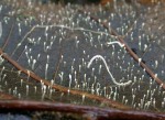 Borstenfüssiges Fadenkeulchen-Typhula setipes