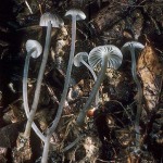 Aschgrauer Helmling-Mycena cinerella