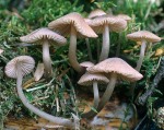 Rotschneidiger Helmling-Mycena rubromarginata