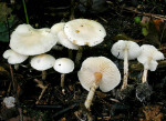 Fastweisser Schirmling-Lepiota subalba
