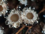:-Lasiobelonium corticale