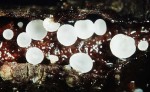Flaumiges Rindenbecherchen-Pezizella vulgaris