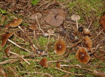 :-Phaeogalera medullosa