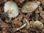 Kegelschuppiger Stachelschirmling-Lepiota hystrix