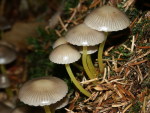 Schleimiger Helmling-Mycena epipterygia var. viscosa