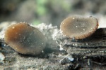 Zugespitzter Becherling-Peziza apiculata