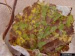 :-Mycosphaerella ribis