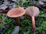 Flatterreizker-Lactarius tabidus