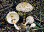 Olivbrauner Safranschirmling-Lepiota olivieri