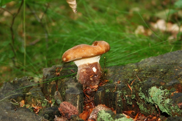 Samtfuß-Holzkrempling-Tapinella atrotomentosa