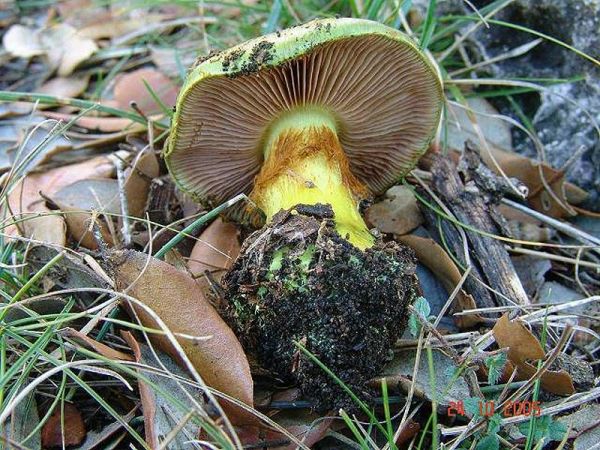 Violettgrüner Klumpfuss-Cortinarius ionochlorus