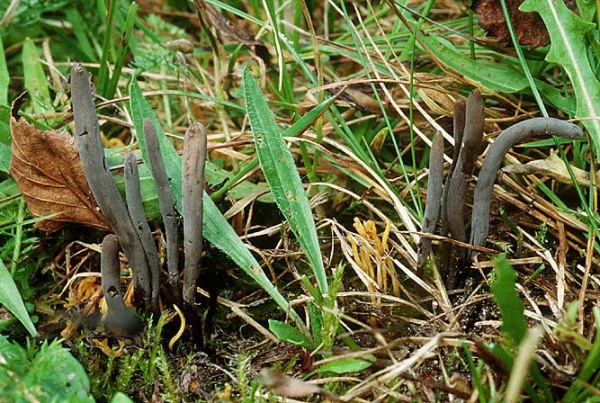 Bläulich-bereifte Keule-Clavaria greletii