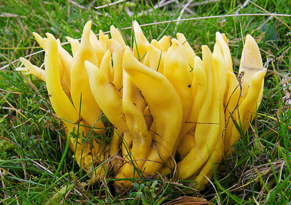 Spindelförmige Wiesenkeule-Clavulinopsis fusiformis