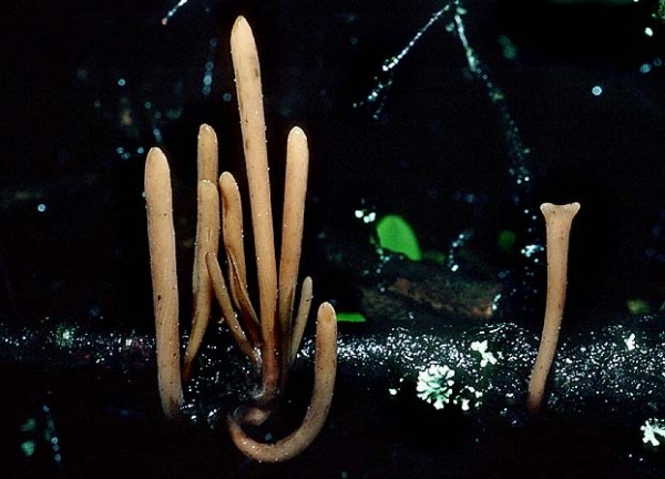Röhrige Keule-Macrotyphula fistulosa