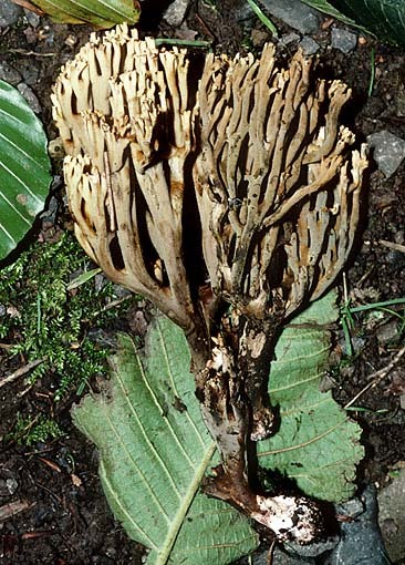 Broomes Bitter-Koralle-Ramaria broomei