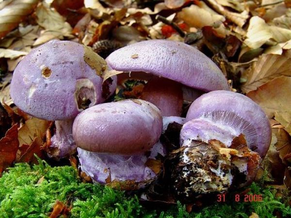 Duftender Klumpfuss-Cortinarius suaveolens