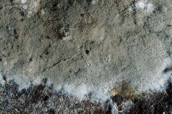 Lockerflockige Traubenbasidie-Botryobasidium conspersum
