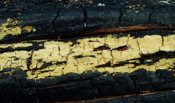 : Crustoderma-Crustoderma dryinum