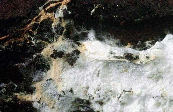 : Gewebehaut-Leptosporomyces fusoideus