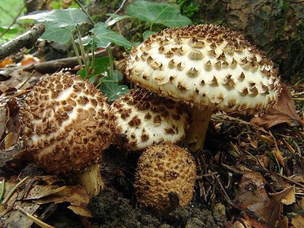 Spitzschuppiger Stachelschirmling-Lepiota aspera