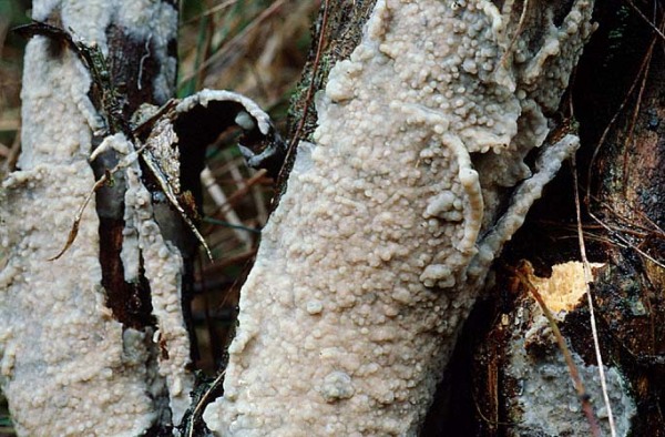 Zusammenfliessender Reibeisenpilz-Radulomyces confluens