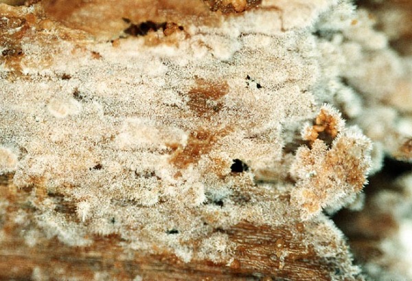 : Suillosporium-Suillosporium cystidiatum