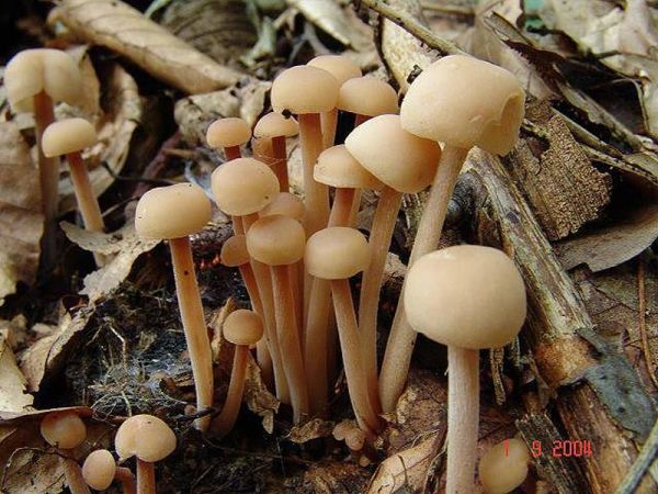 Knopfstiel-Blasssporrübling-Gymnopus confluens