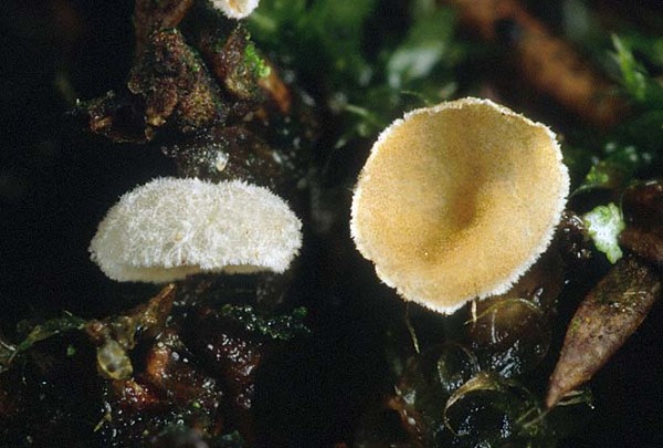 : Fingerhut-Chromocyphella muscicola