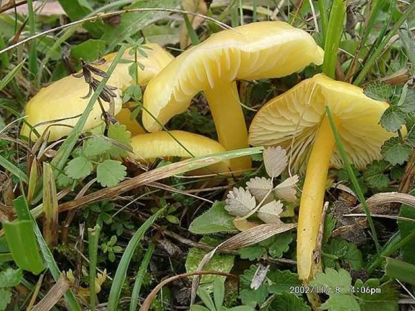 Stumpfer Saftling-Hygrocybe chlorophana