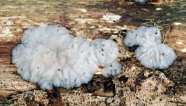 Weisslicher Drüsling-Exidia thuretiana