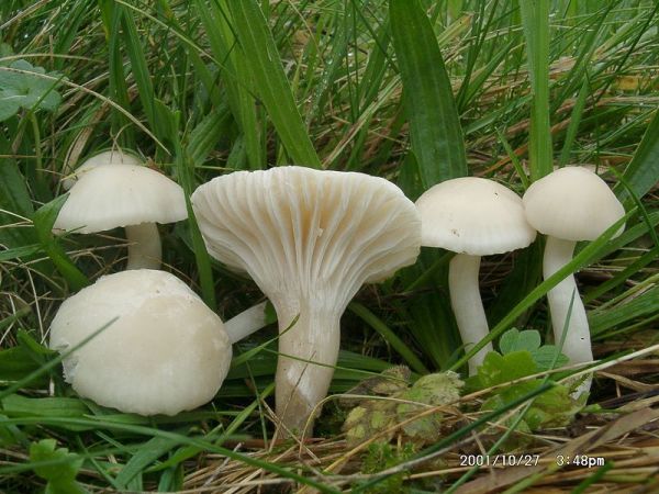 Jungfernellerling-Hygrocybe virginea
