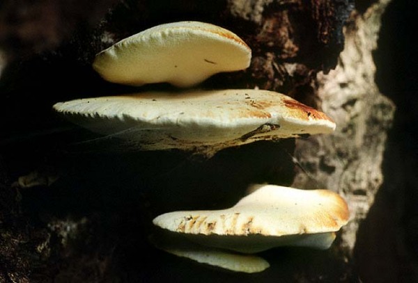 Eichen-Zungenporling-Buglossoporus quercinus
