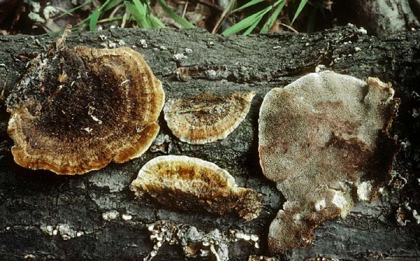 Braune Borstentramete-Coriolopsis gallica
