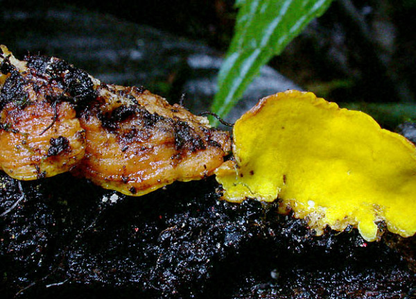 Bergwerks-Gelbporling-Flaviporus brownei