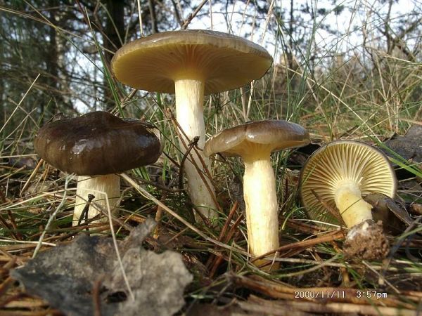 Frostschneckling-Hygrophorus hypothejus