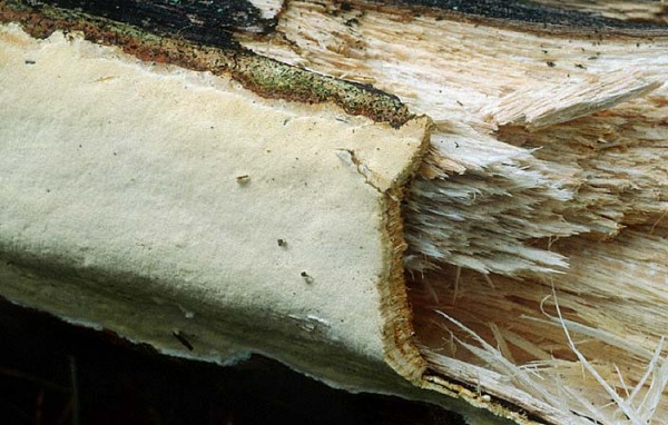 : Baumschwamm-Perenniporia subacida