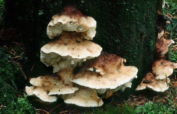 Braunfleckender Saftporling-Postia fragilis