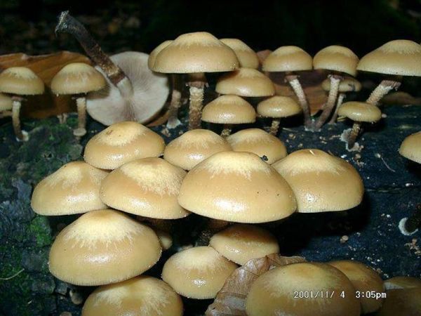 Gemeines Stockschwämmchen-Kuehneromyces mutabilis