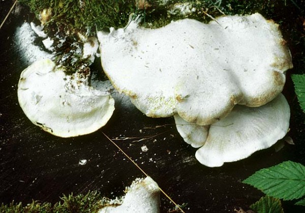 Kurzröhriger Saftporling-Tyromyces chioneus