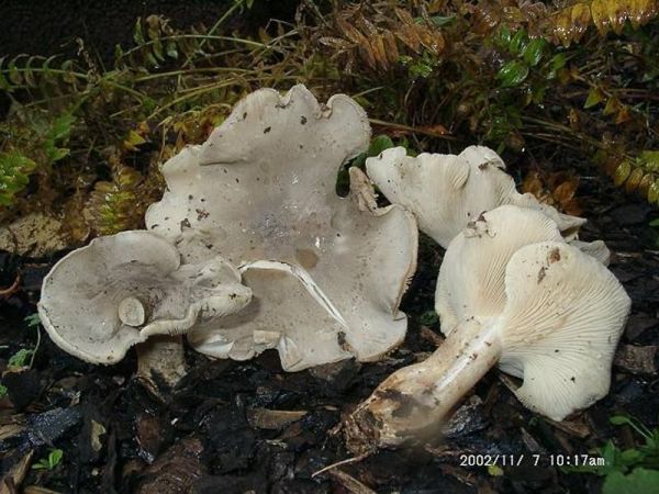 Marmorierter Rötelritterling-Lepista panaeolus