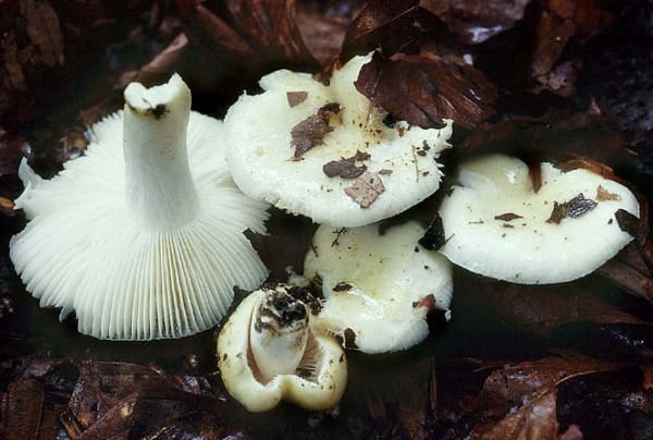 Blassgelber Täubling-Russula raoultii