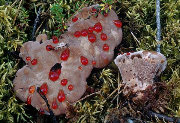 Rotbrauner Korkstacheling-Hydnellum ferrugineum
