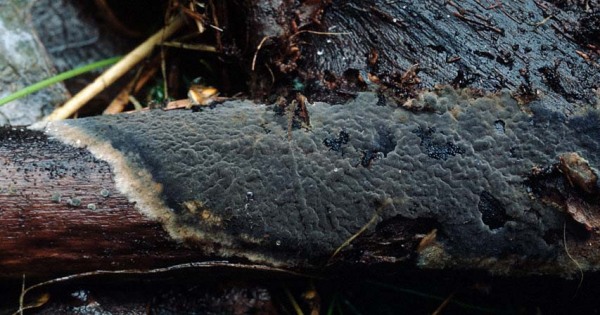 :-Pseudotomentella nigra