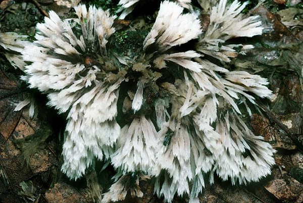 Weisse Lederkoralle-Thelephora penicillata