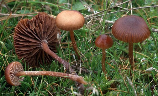Trockener Kahlkopf-Psilocybe montana