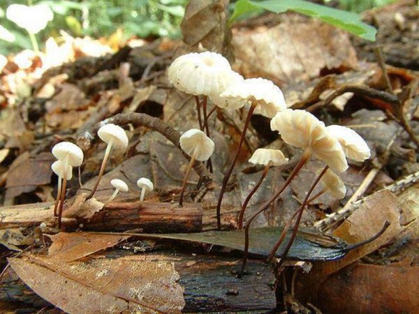 Halsbandschwindling-Marasmius rotula