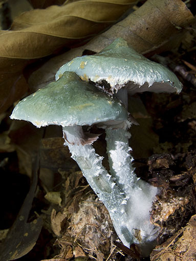 Grünblauer Träuschling-Stropharia caerulea