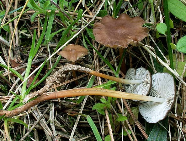 Milder Kiefernzapfenrübling-Strobilurus stephanocystis