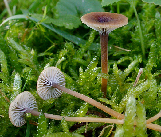 Blaustieliger Heftelnabeling-Rickenella swartzii